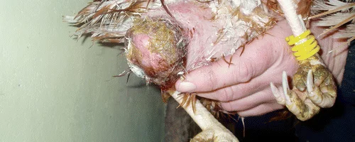 Laying hen with a cloacal prolapse